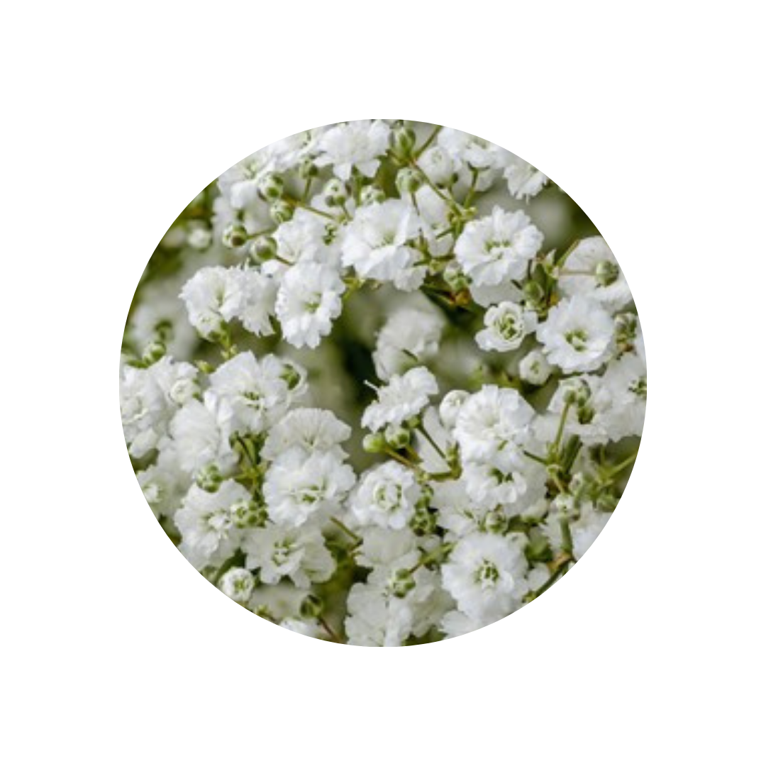 9 Gipsofila Million Star