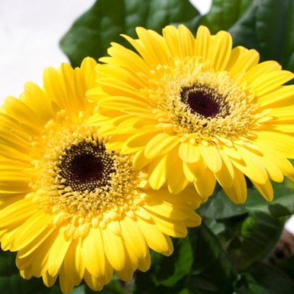 9 Gerbera MI Surfer