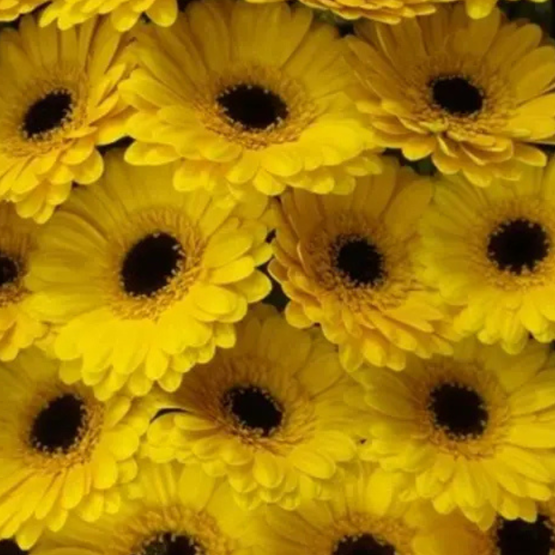 9 Gerbera MI Moreno