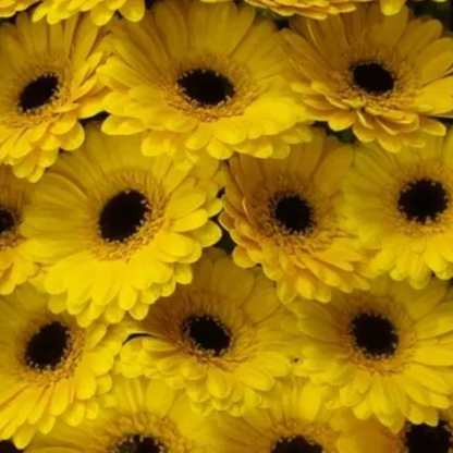 9 Gerbera MI Moreno