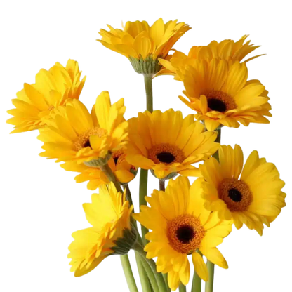 9 Gerbera MI Sailor