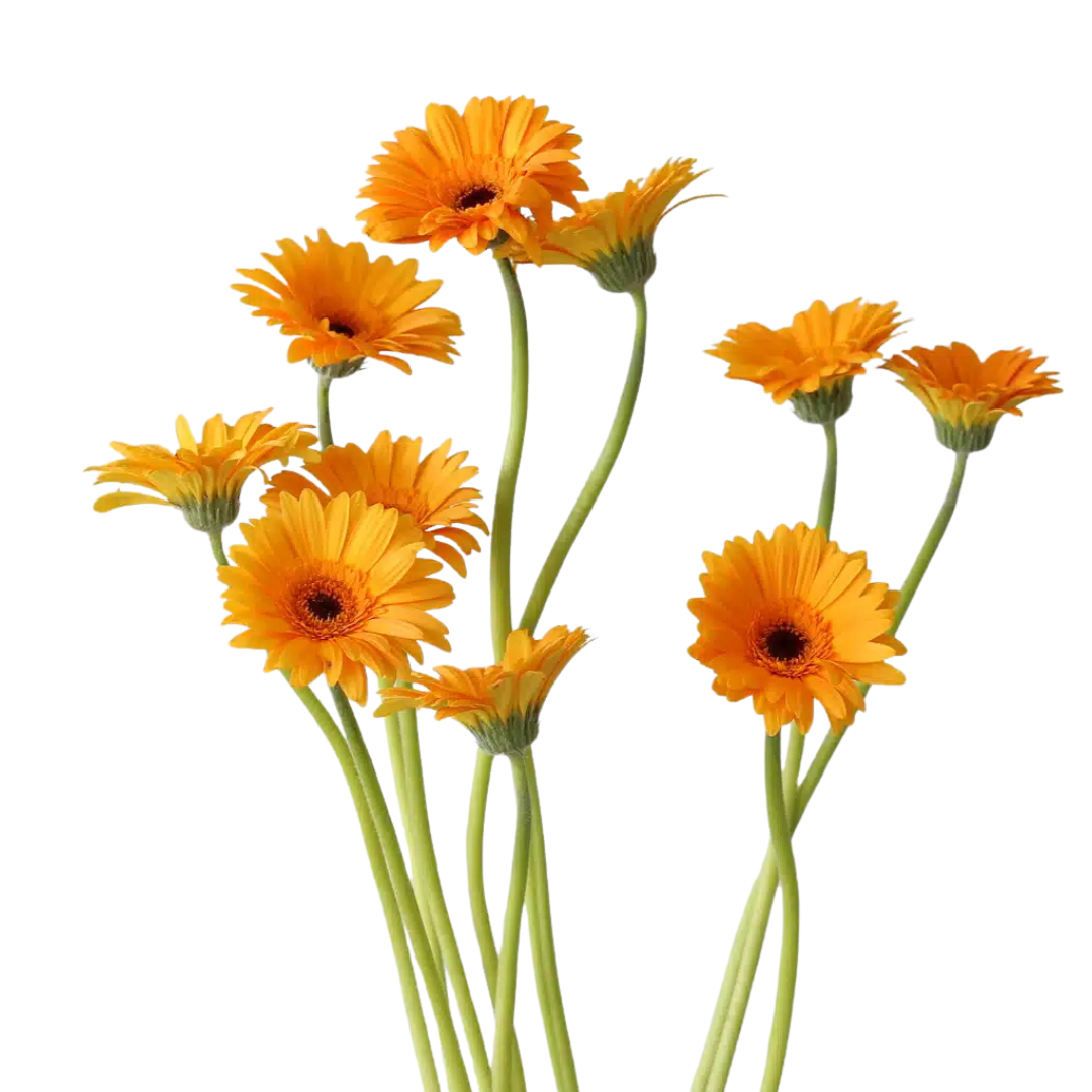 9 Gerbera MI Bondi Beach