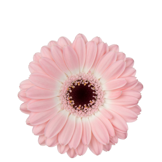 9 Gerbera MI Dixon