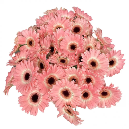 9 Gerbera MI Dixon