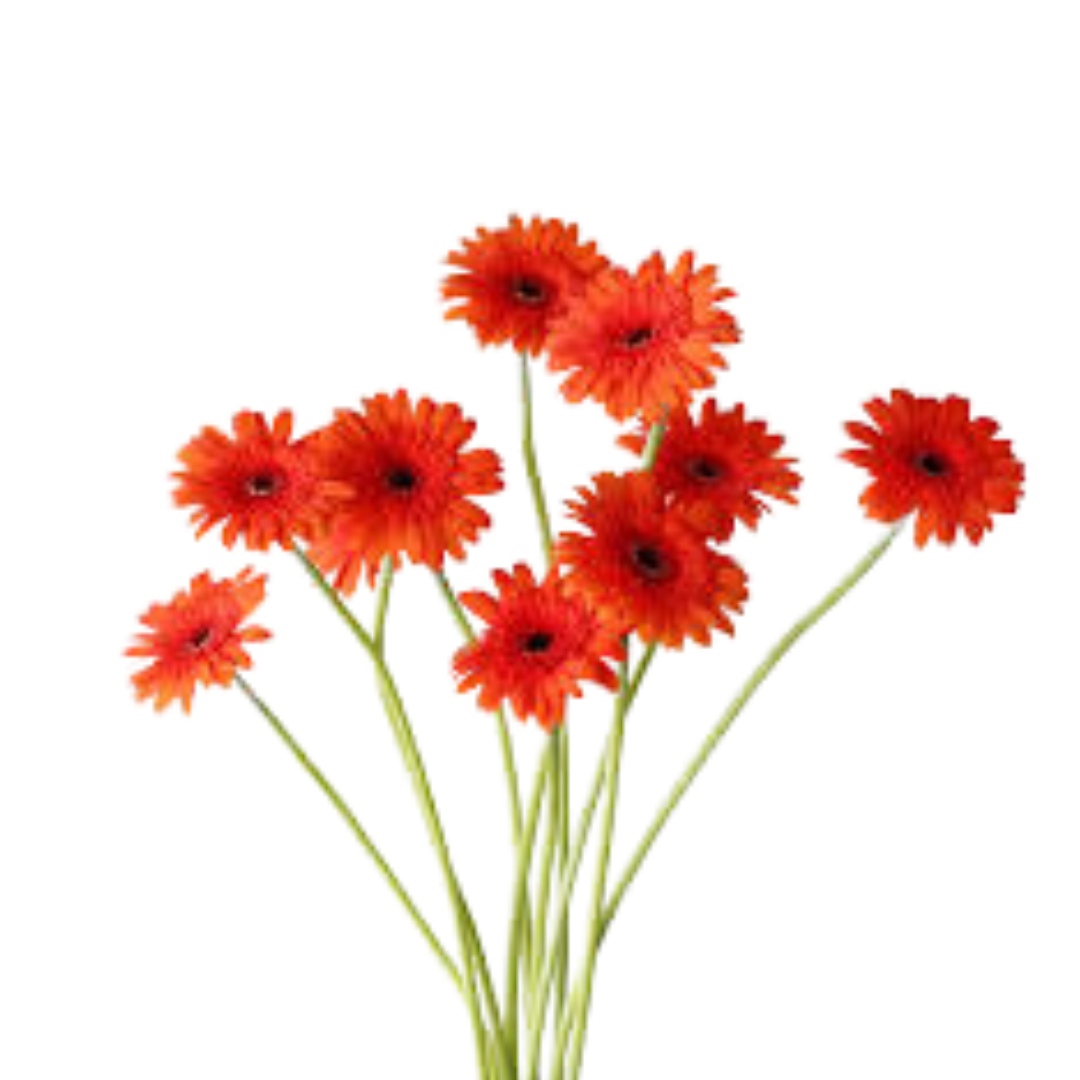 9 Gerbera MI Caramba
