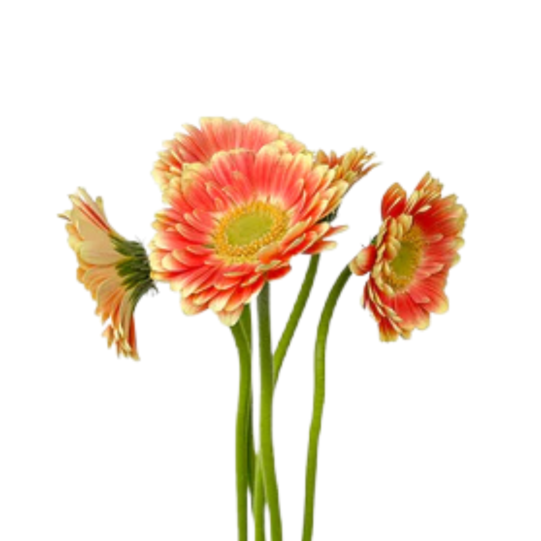 9 Gerbera MI Tompouce