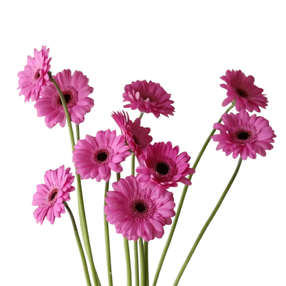 9 Gerbera MI Dolcetto