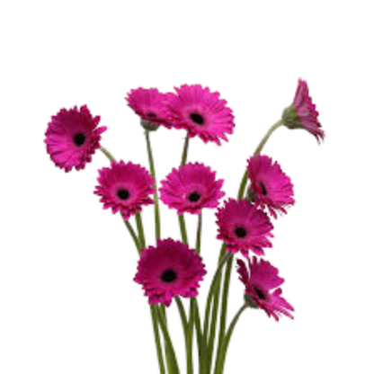 9 Gerbera MI Anna