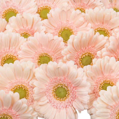9 Gerbera MI Alix Noor