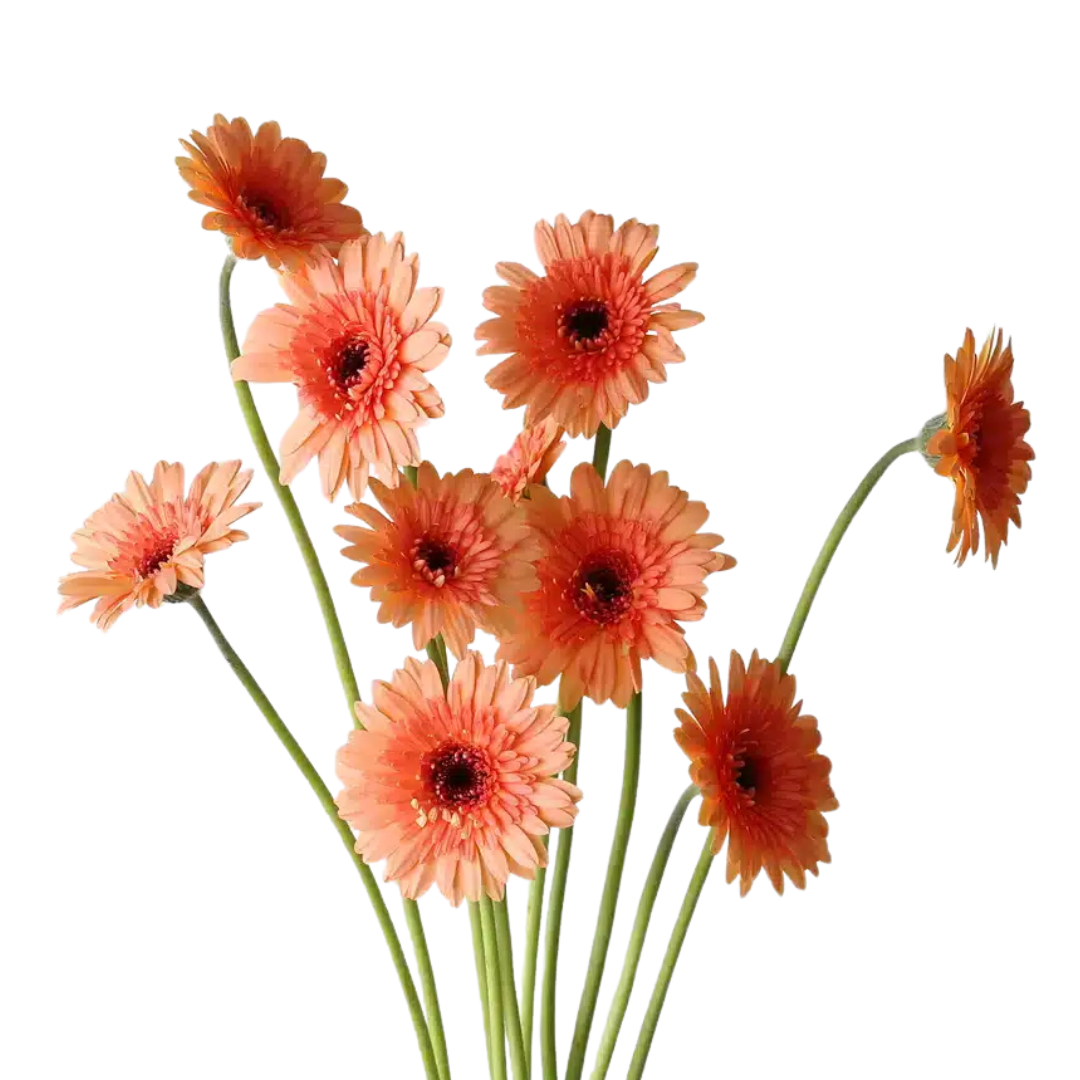 9 Gerbera MI Oreo