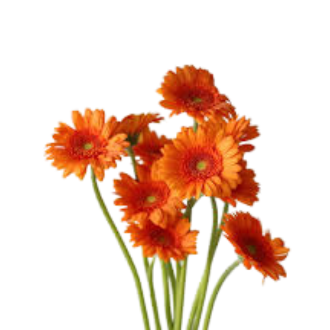 9 Gerbera Mi max