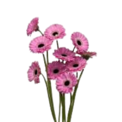 9 Gerbera Mi Bentley