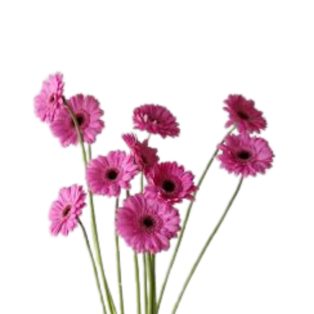 9 Gerbera Mi Dolcetto