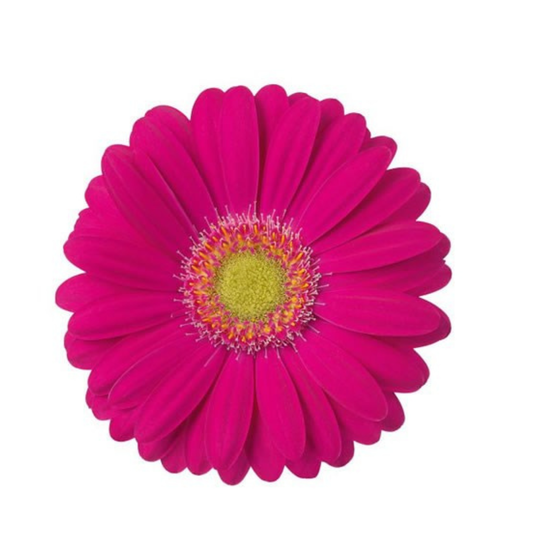 9 Gerbera Mi Elvis