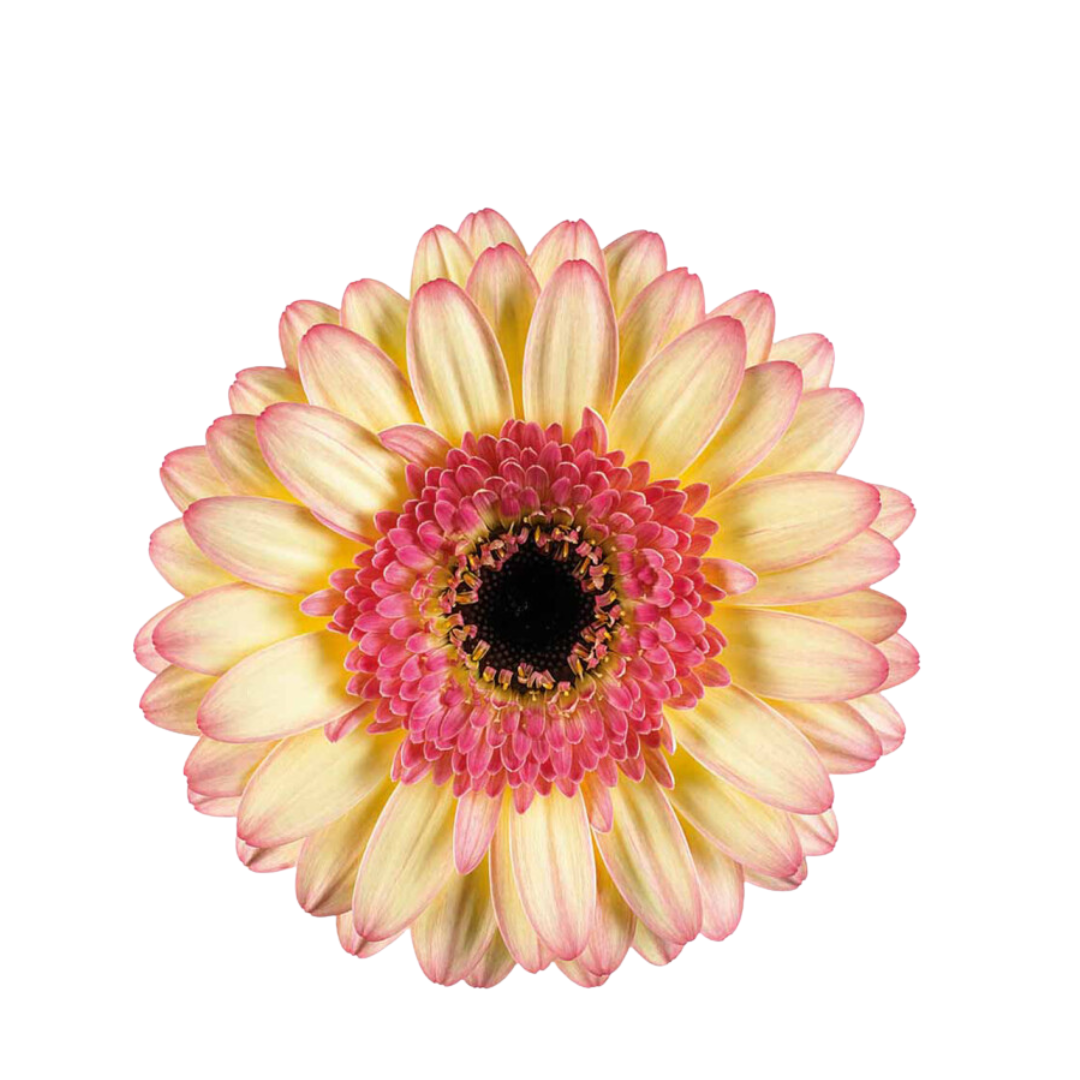 9 Gerbera Mi Prosecco