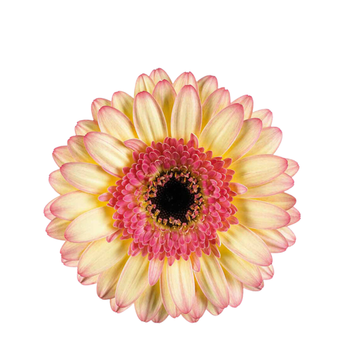 9 Gerbera Mi Prosecco