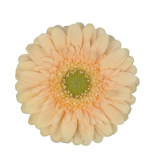 9 Gerbera Mi Moet