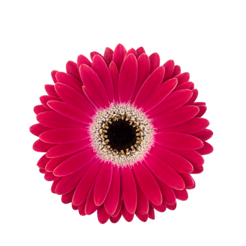 9 Gerbera Mi Dante