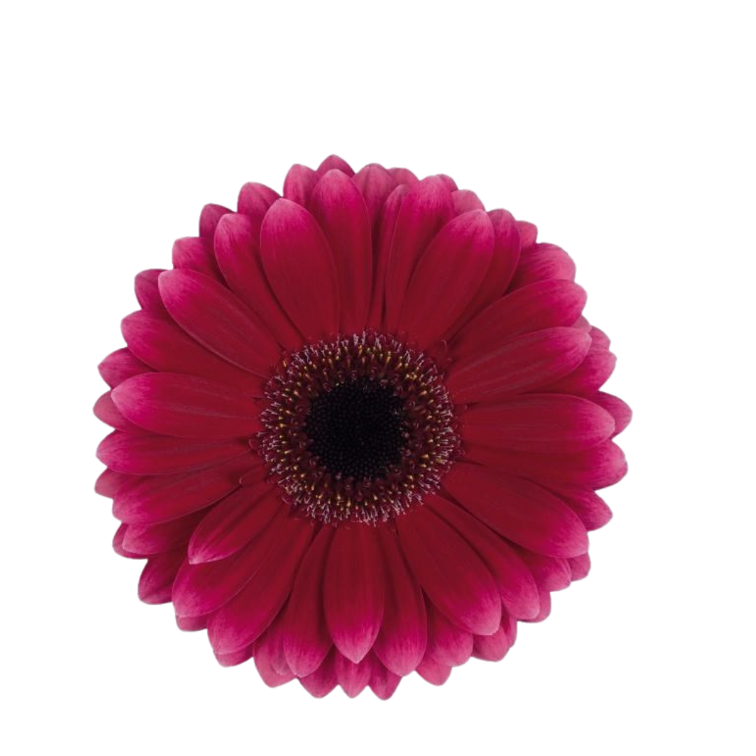 9 Gerbera Mi Arabell