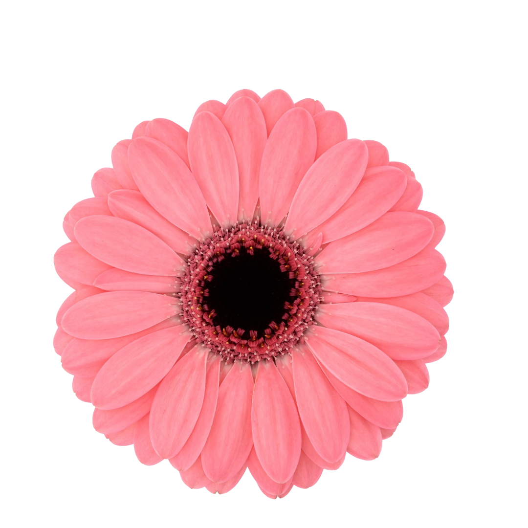 9 Gerbera Mi Jolie