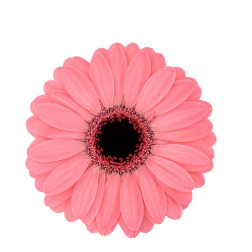 9 Gerbera Mi Jolie