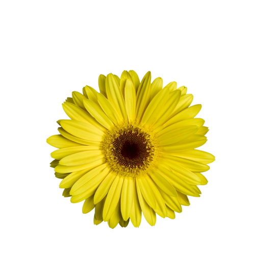9 Gerbera MI Surfer