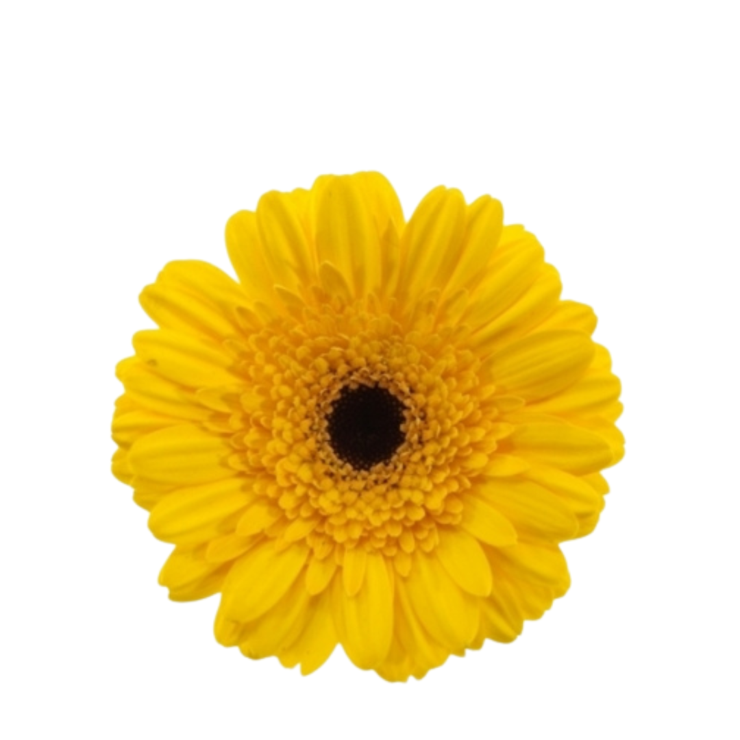9 Gerbera MI Moreno