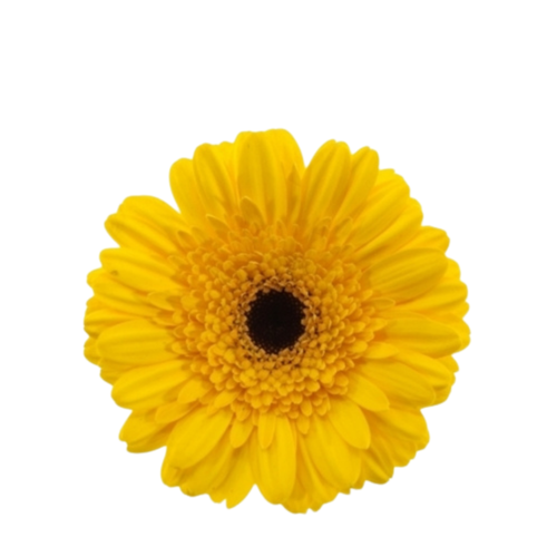 9 Gerbera MI Moreno