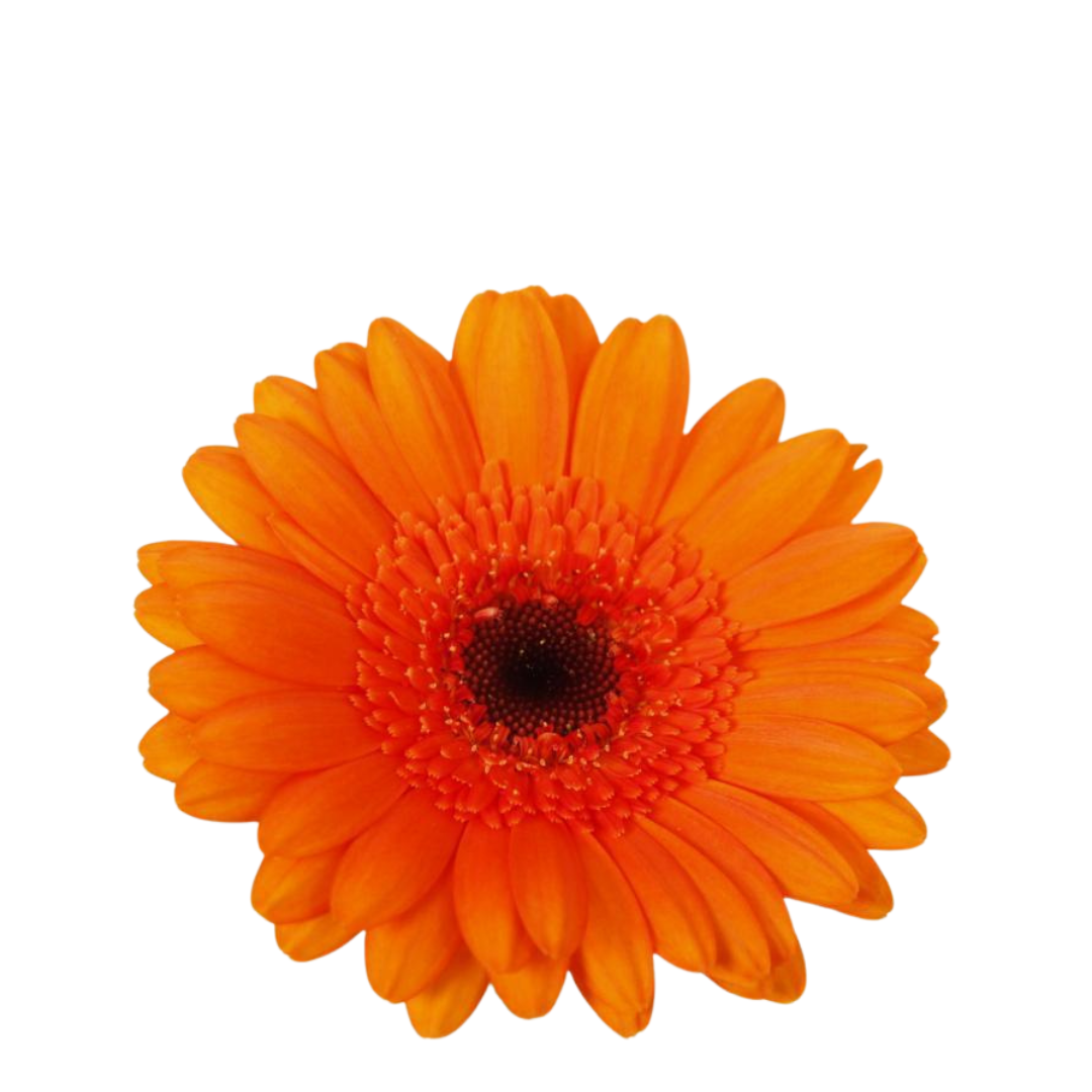 9 Gerbera MI Bison Orange