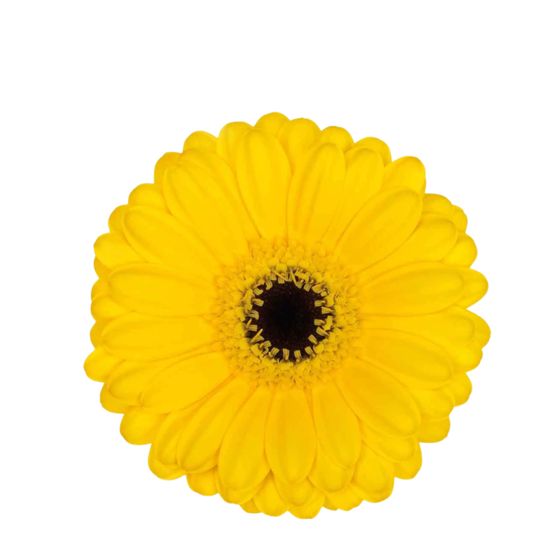 9 Gerbera MI Pacman