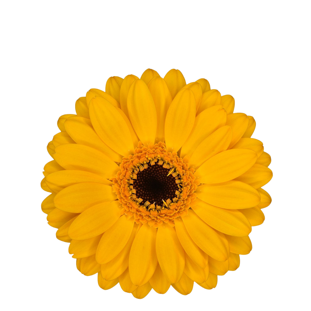 9 Gerbera MI Bondi Beach