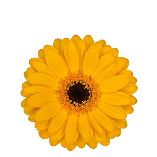 9 Gerbera MI Bondi Beach