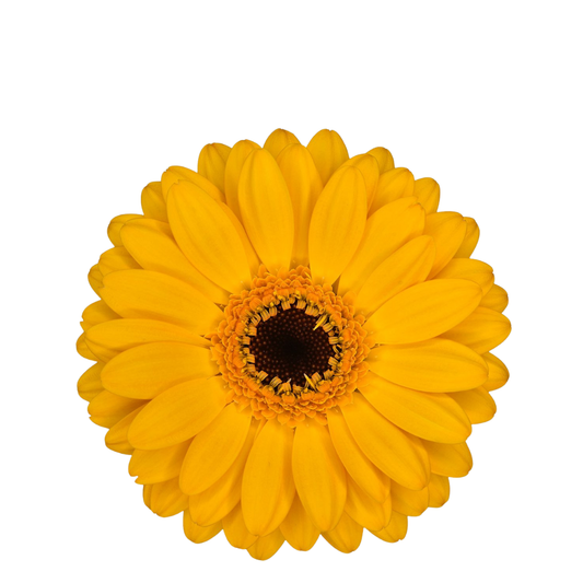 9 Gerbera MI Bondi Beach