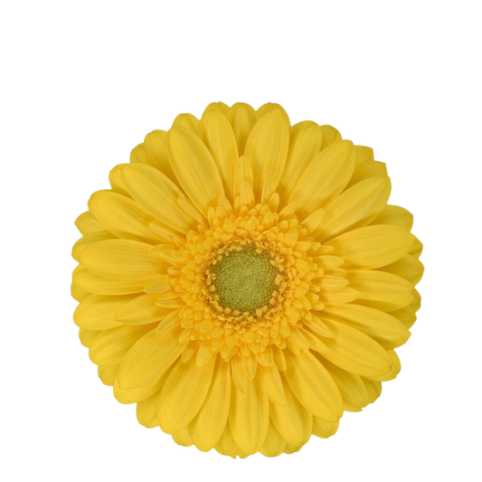 9 Gerbera MI Emoji
