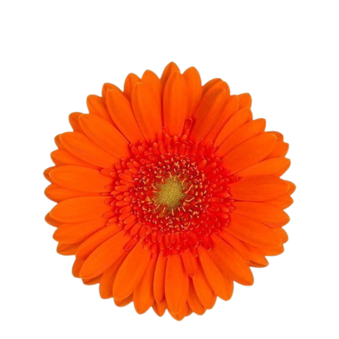 9 Gerbera MI Henry