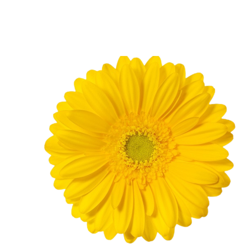 9 Gerbera MI Okibana