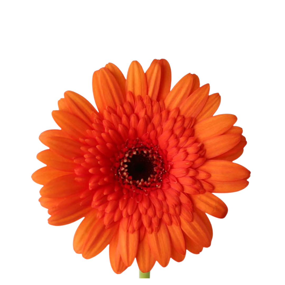 9 Gerbera MI Caramba