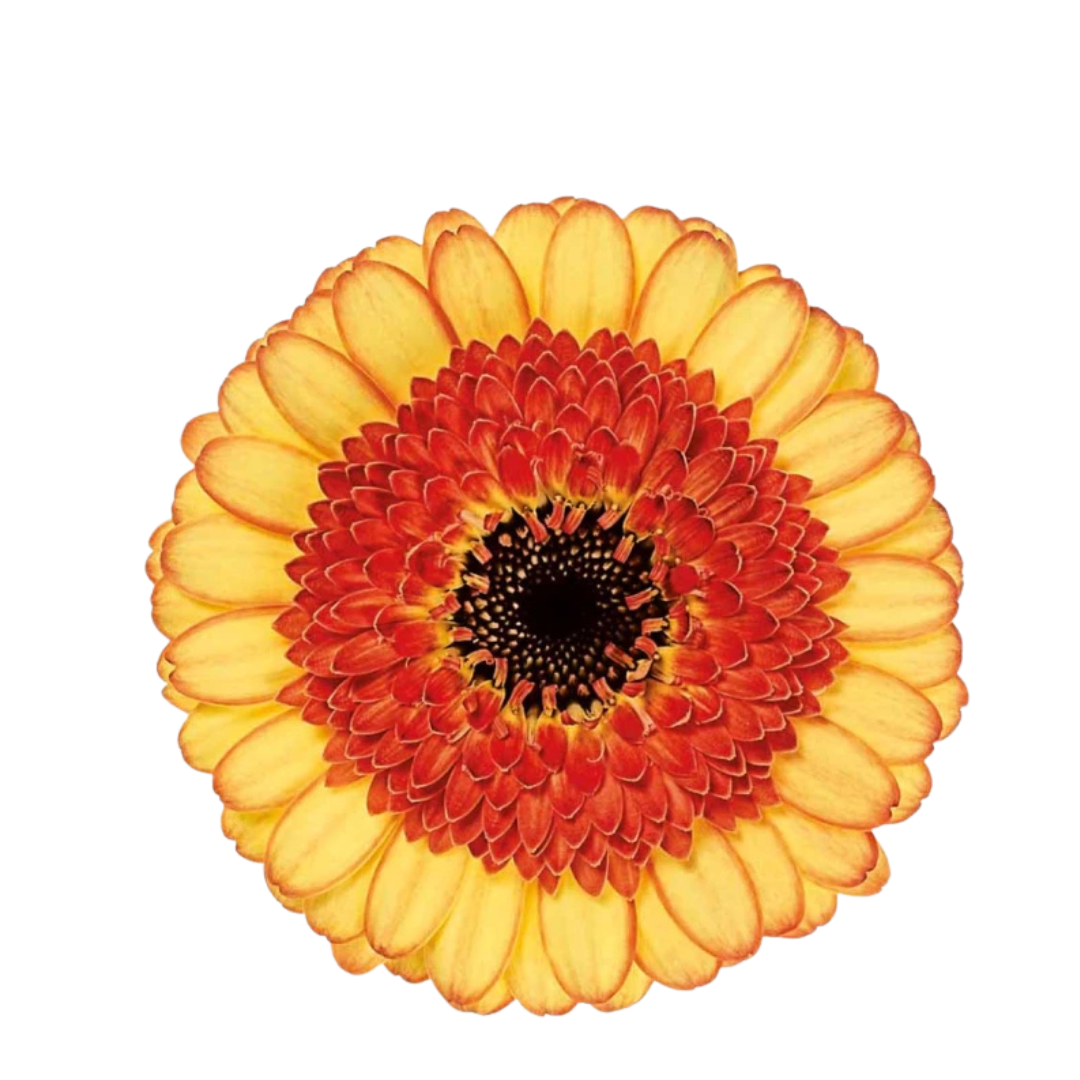 9 Gerbera MI Decora