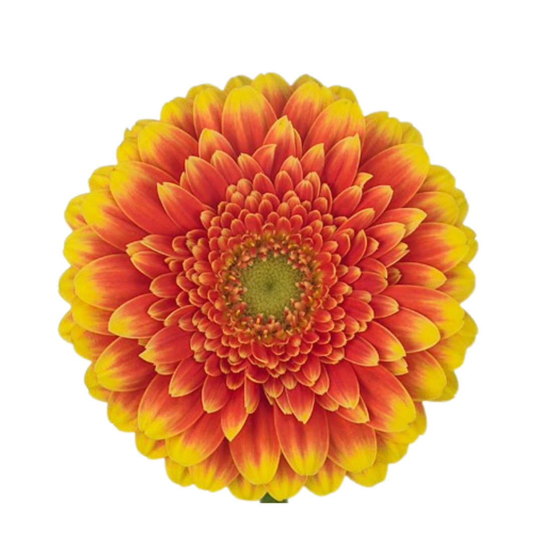 9 Gerbera MI Franky