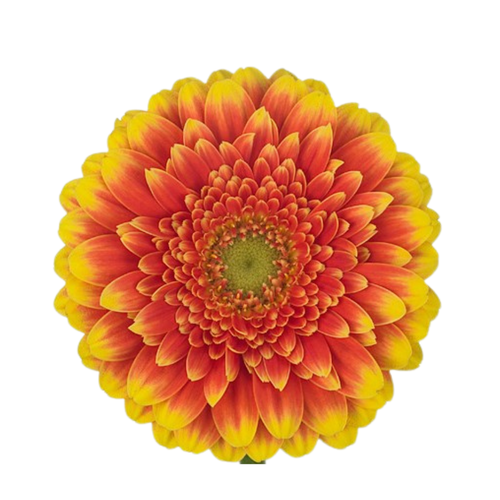 9 Gerbera MI Franky