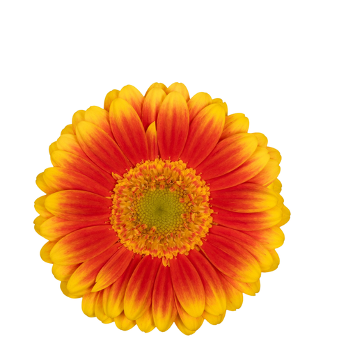 9 Gerbera MI Kristoff+