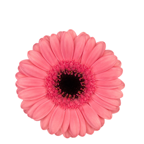 9 Gerbera MI Vidal