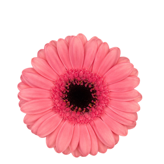 9 Gerbera MI Vidal