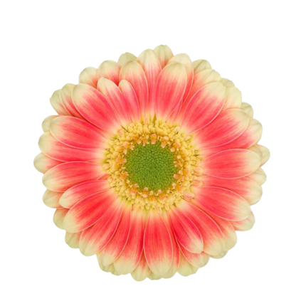 9 Gerbera MI Tompouce