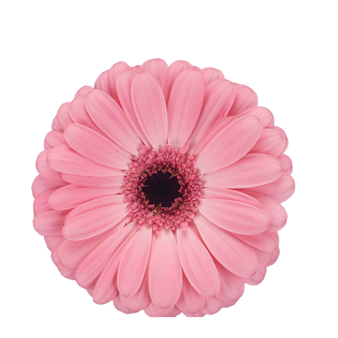 9 Gerbera MI Talent