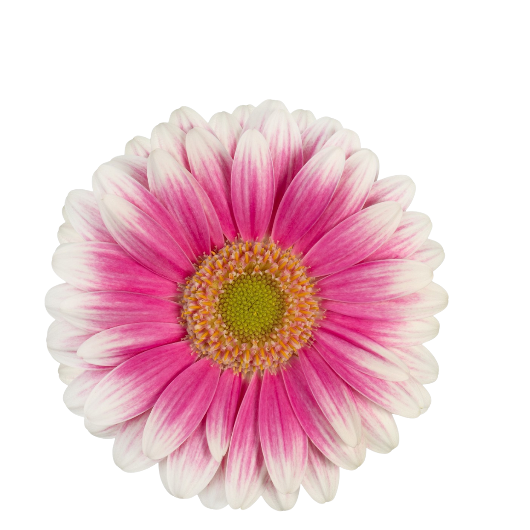 9 Gerbera MI Sid+