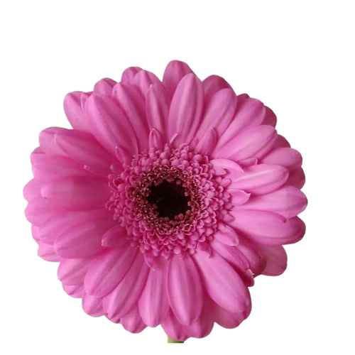 9 Gerbera MI Dolcetto