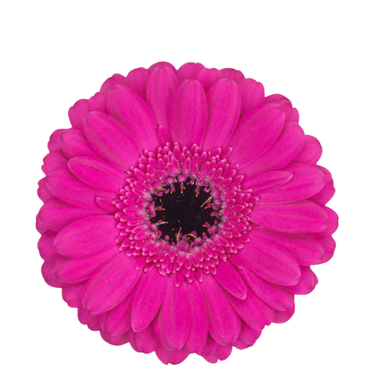 9 Gerbera MI Anna