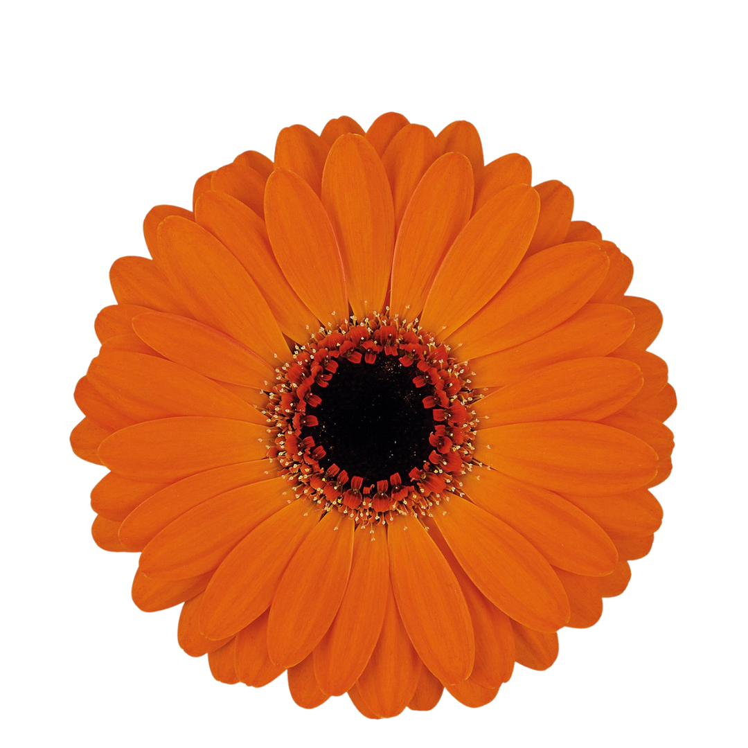 9 Gerbera Mi Alure