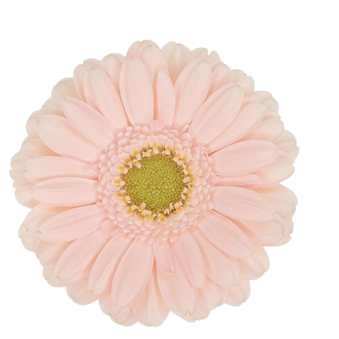 9 Gerbera MI Alix Noor